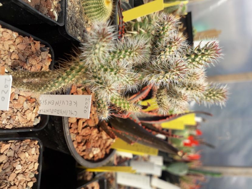  - Cactusi înfloriti 2020