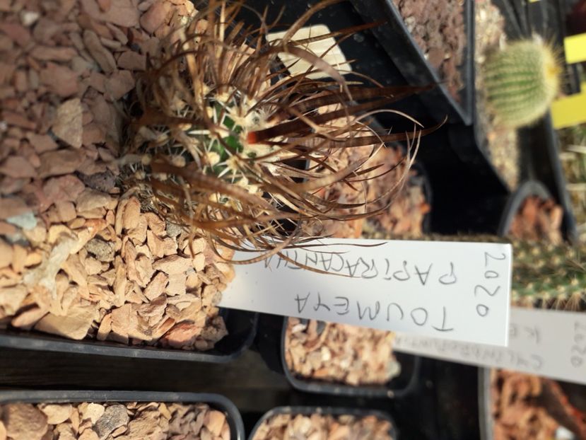  - Cactusi înfloriti 2020
