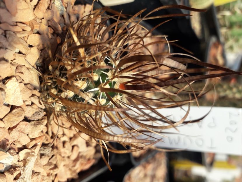  - Cactusi înfloriti 2020