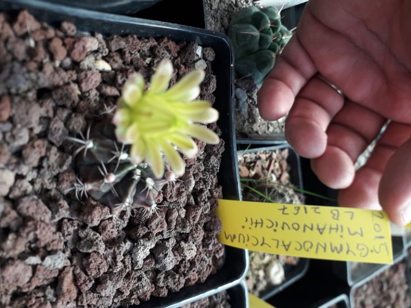  - Cactusi înfloriti 2020