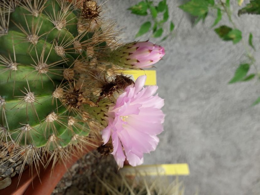  - Cactusi înfloriti 2020