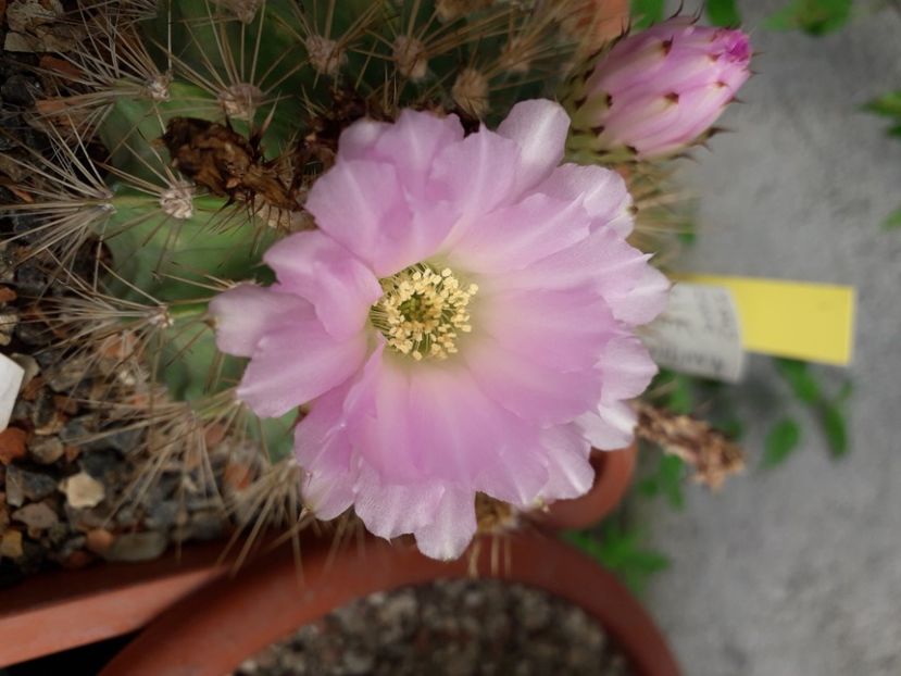  - Cactusi înfloriti 2020