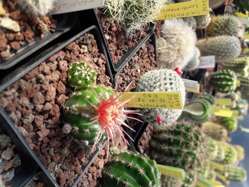  - Cactusi înfloriti 2020