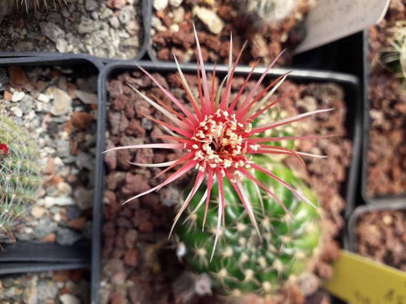 - Cactusi înfloriti 2020