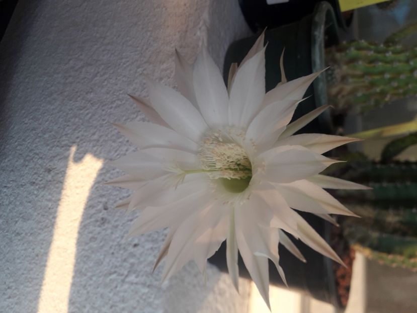 20200825_065706(0) - Cactusi înfloriti 2020
