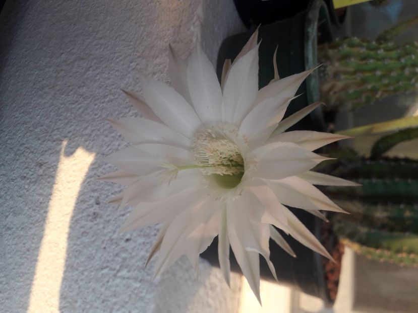  - Cactusi înfloriti 2020