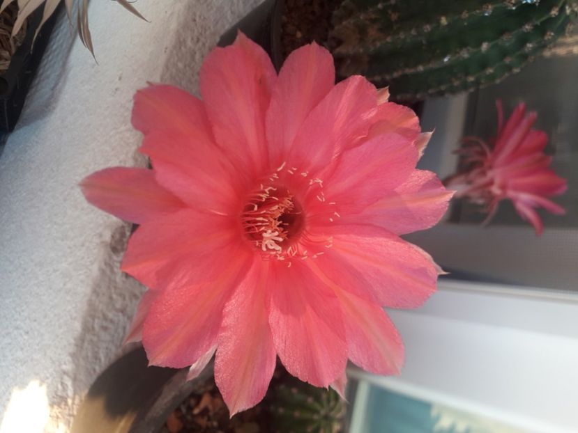  - Cactusi înfloriti 2020