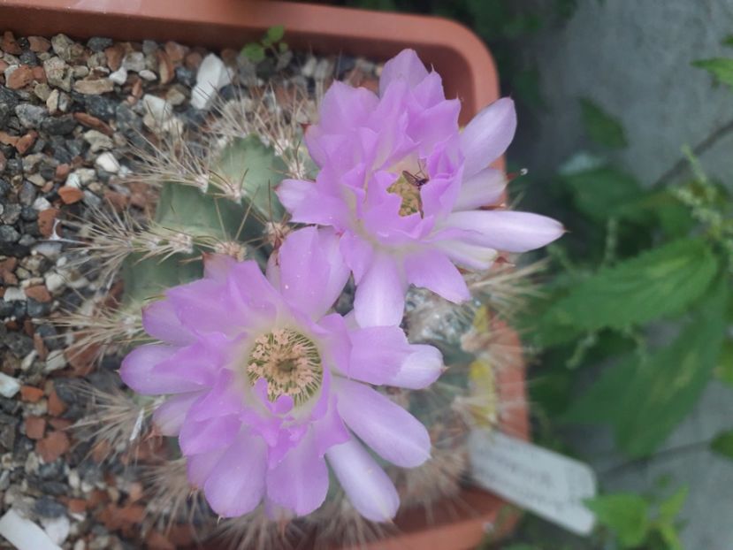  - Cactusi înfloriti 2020