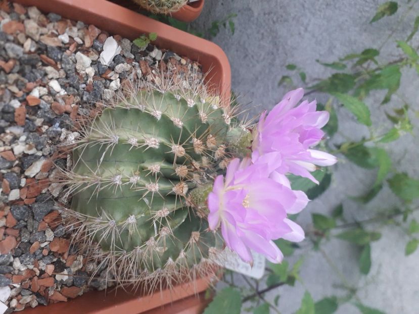  - Cactusi înfloriti 2020