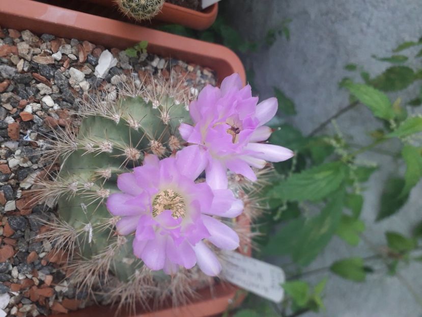  - Cactusi înfloriti 2020