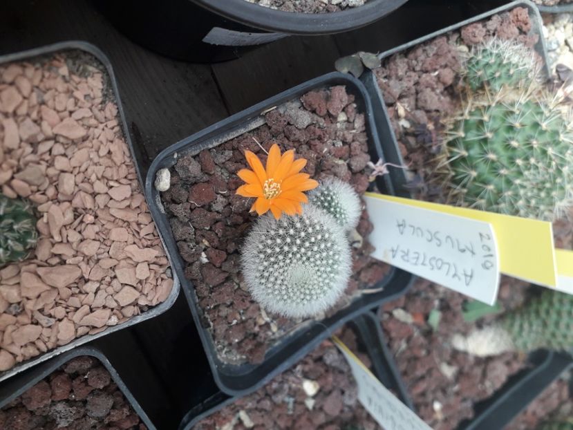  - Cactusi înfloriti 2020