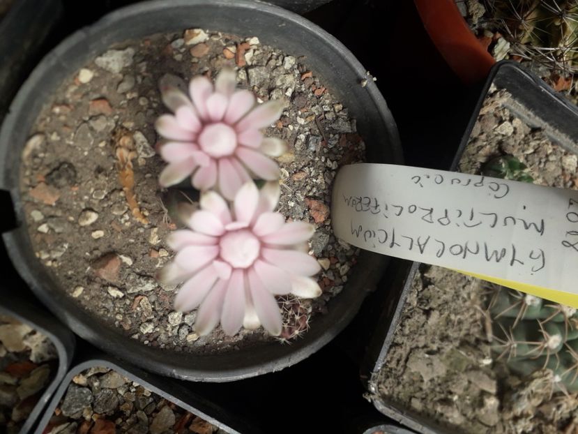  - Cactusi înfloriti 2020