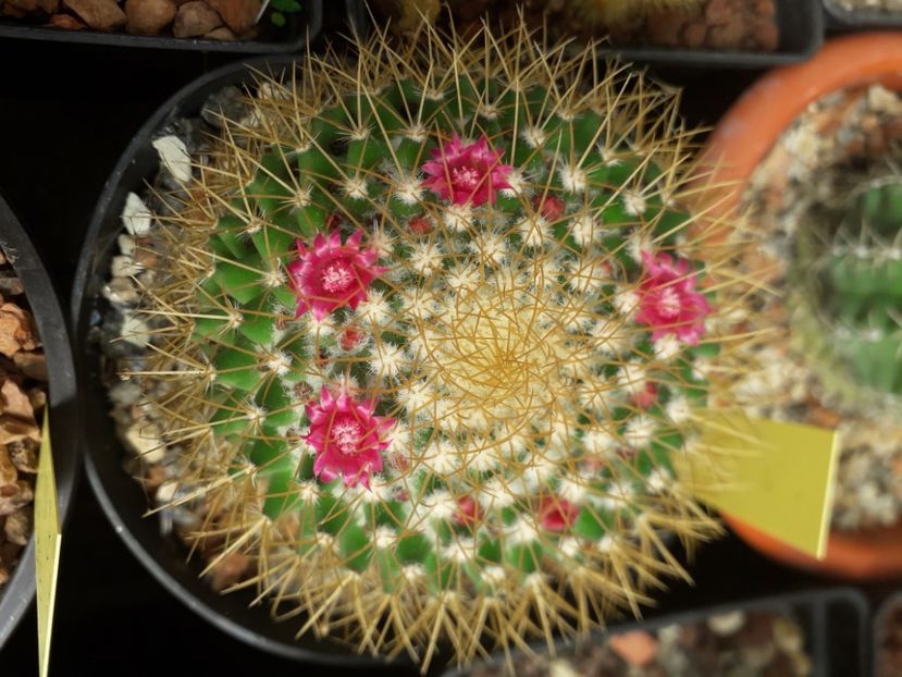  - Cactusi înfloriti 2020