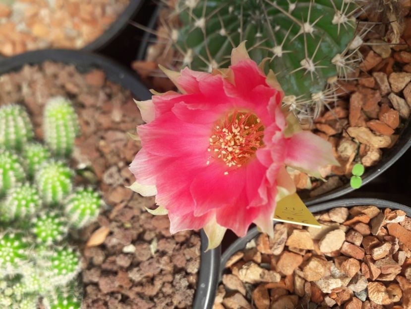  - Cactusi înfloriti 2020