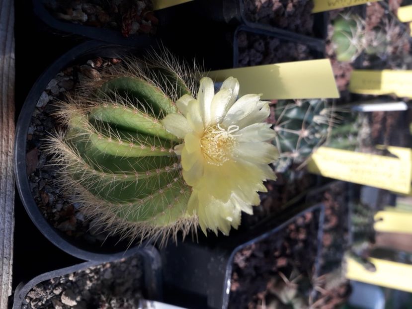  - Cactusi înfloriti 2020