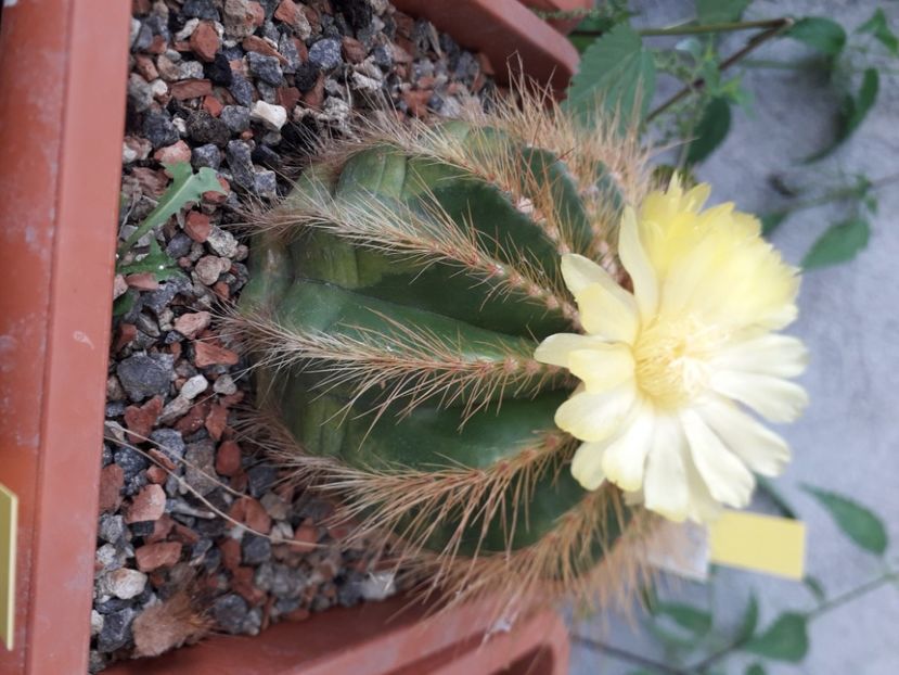  - Cactusi înfloriti 2020