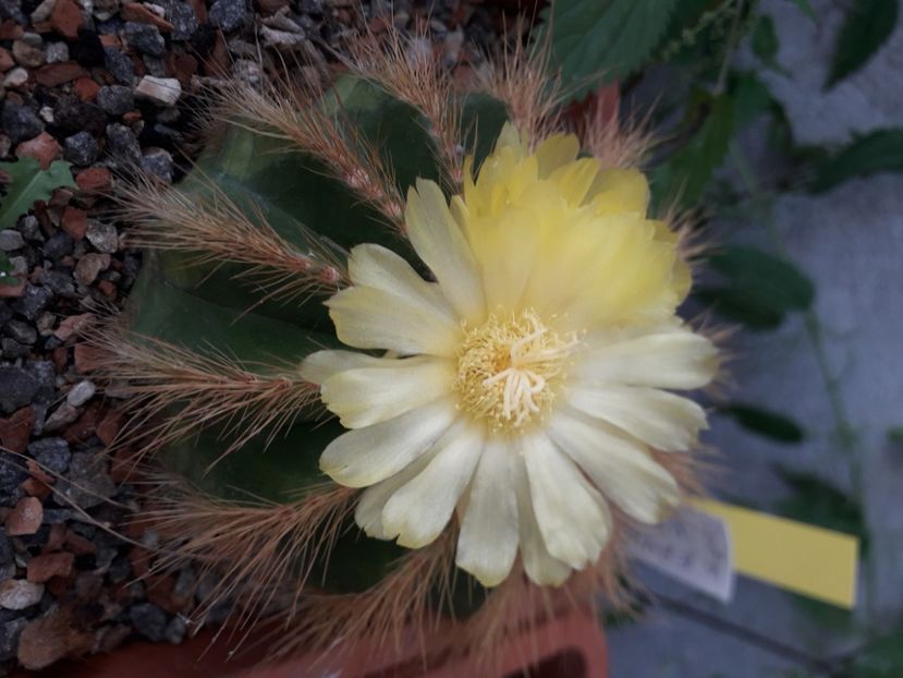  - Cactusi înfloriti 2020