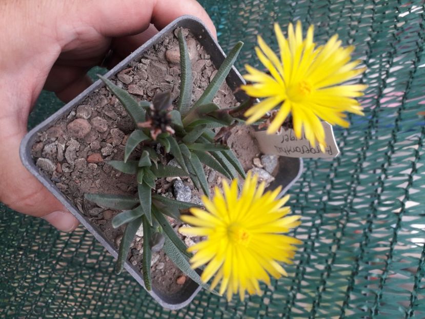  - Cactusi înfloriti 2020