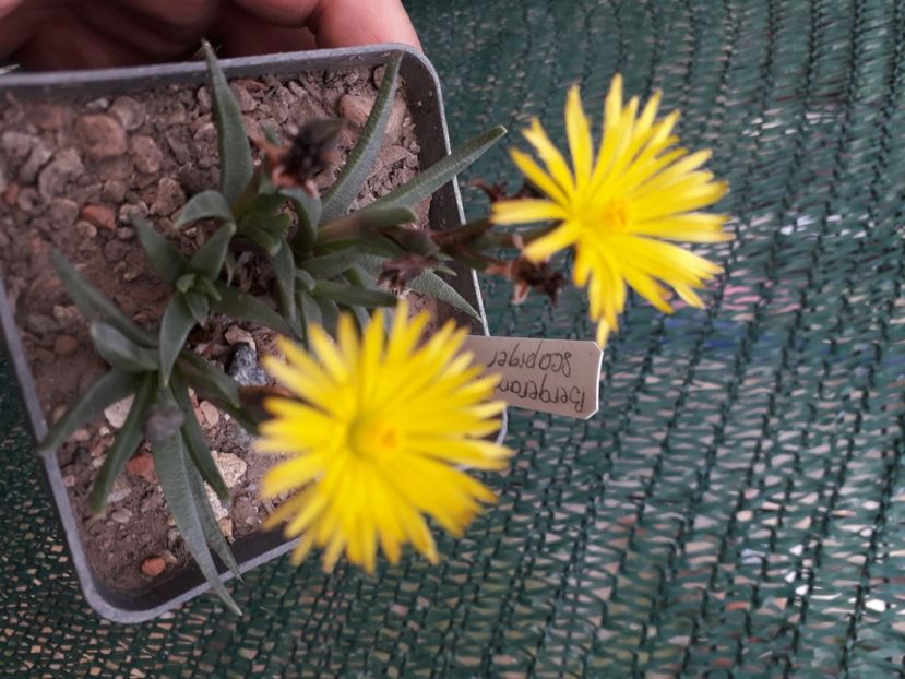  - Cactusi înfloriti 2020