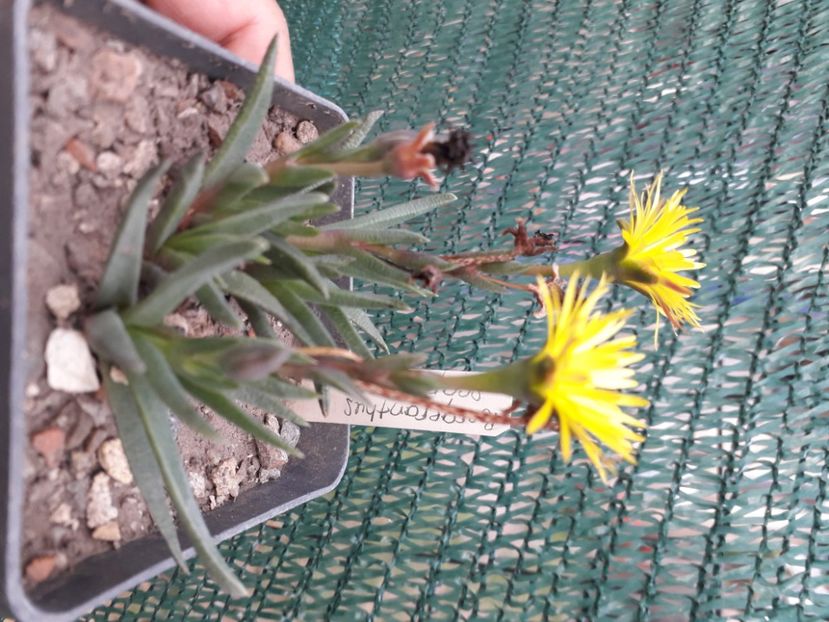  - Cactusi înfloriti 2020