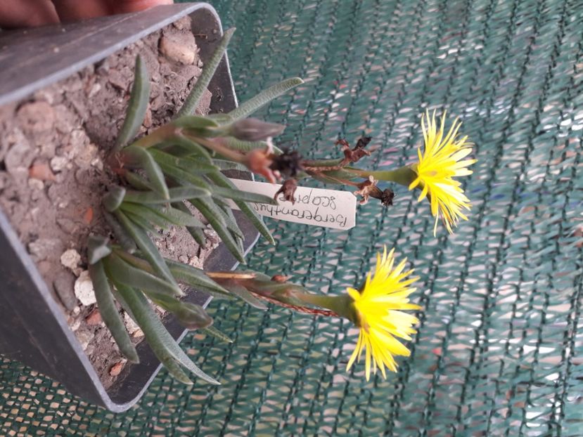  - Cactusi înfloriti 2020