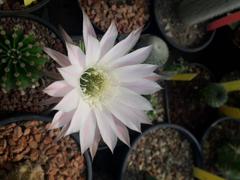  - Cactusi înfloriti 2020