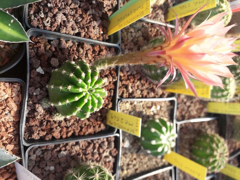  - Cactusi înfloriti 2020