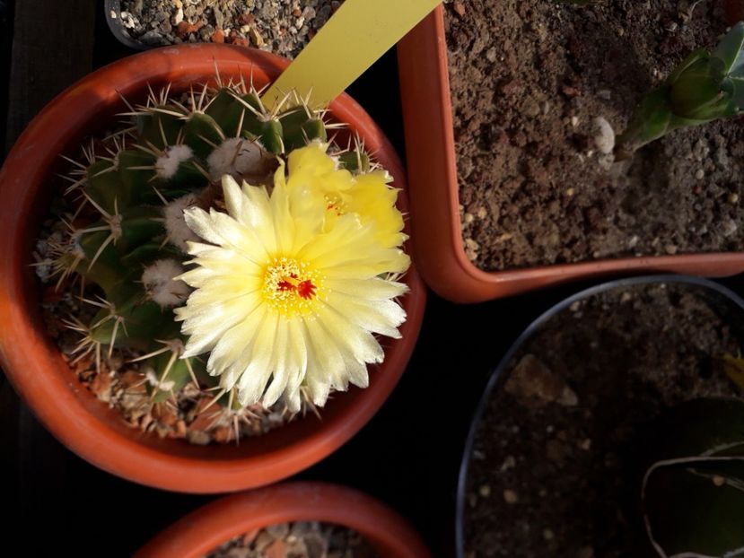  - Cactusi înfloriti 2020