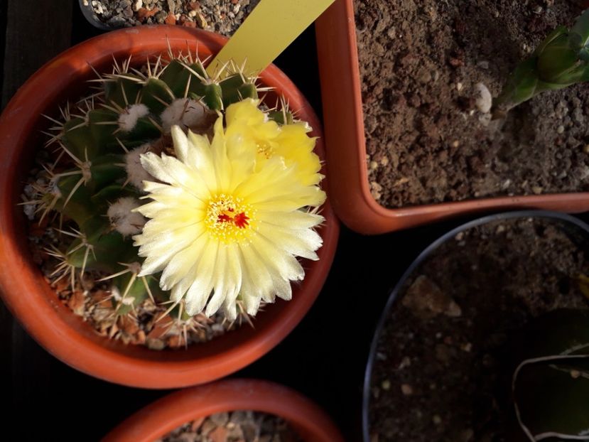  - Cactusi înfloriti 2020