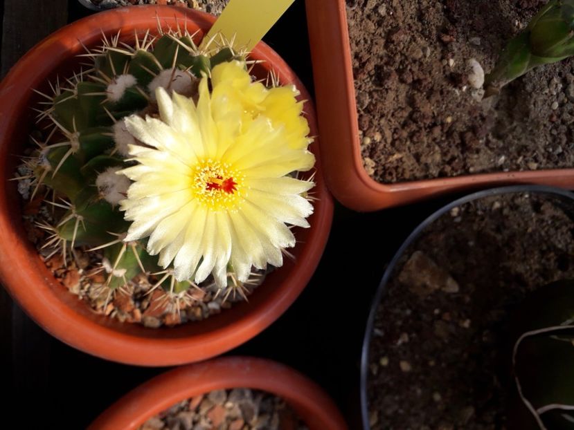  - Cactusi înfloriti 2020