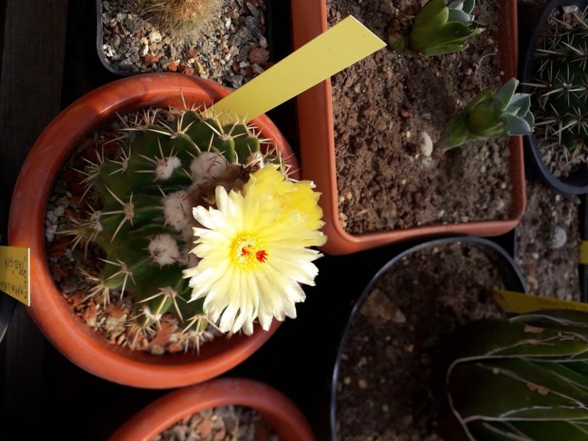  - Cactusi înfloriti 2020