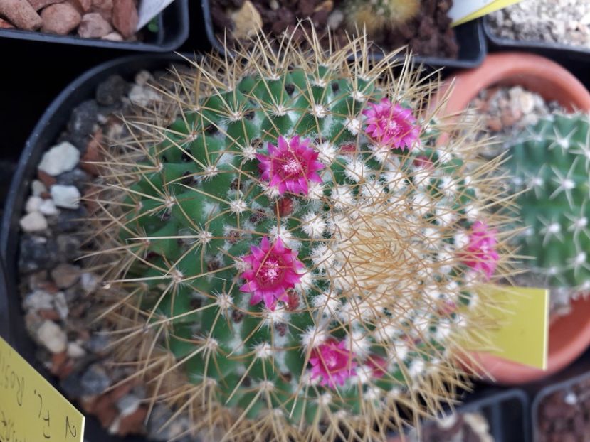  - Cactusi înfloriti 2020