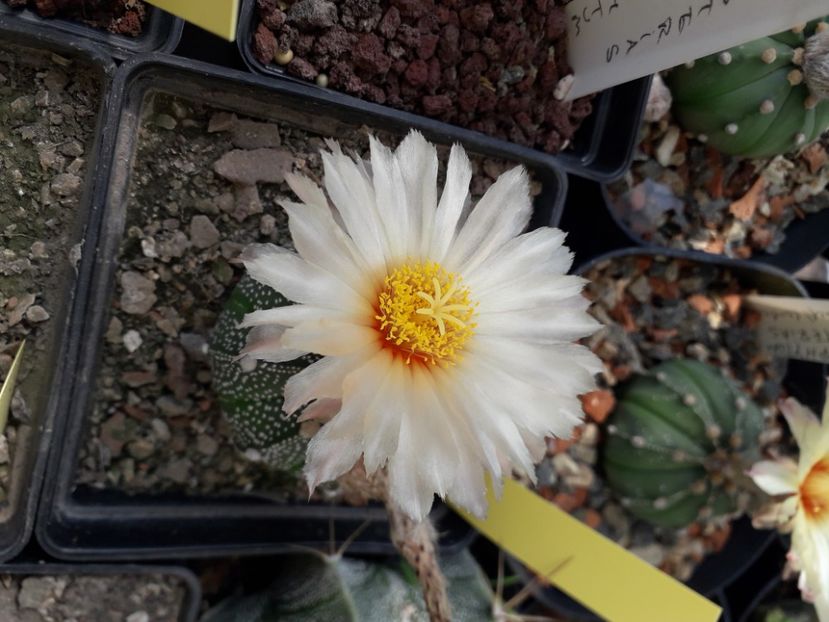  - Cactusi înfloriti 2020