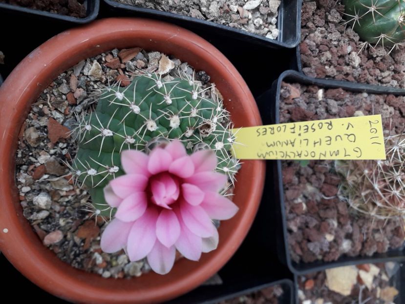  - Cactusi înfloriti 2020