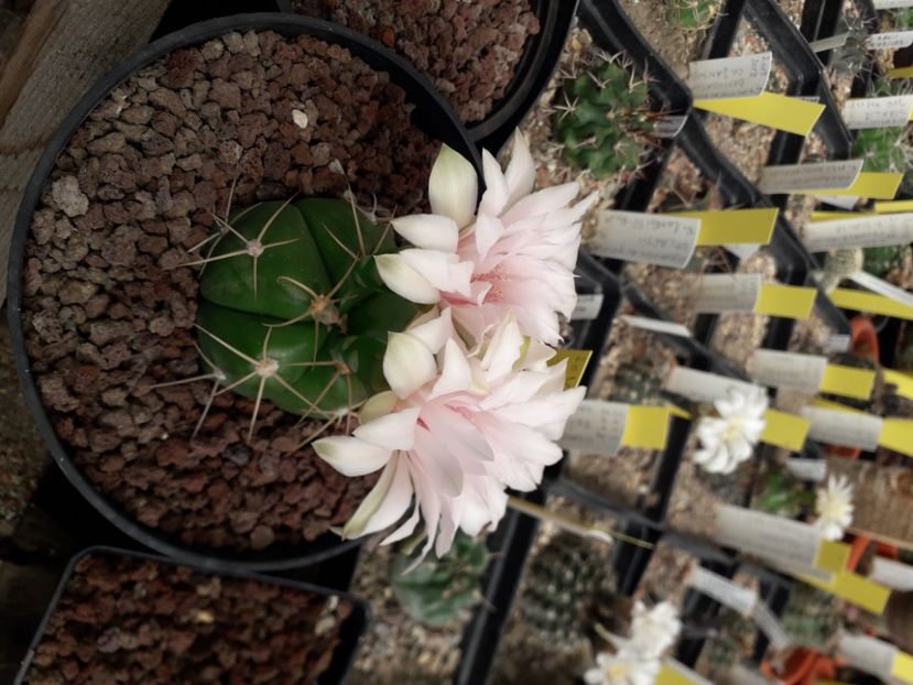  - Cactusi înfloriti 2020