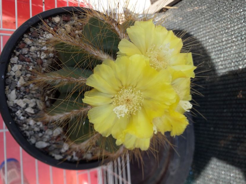  - Cactusi înfloriti 2020