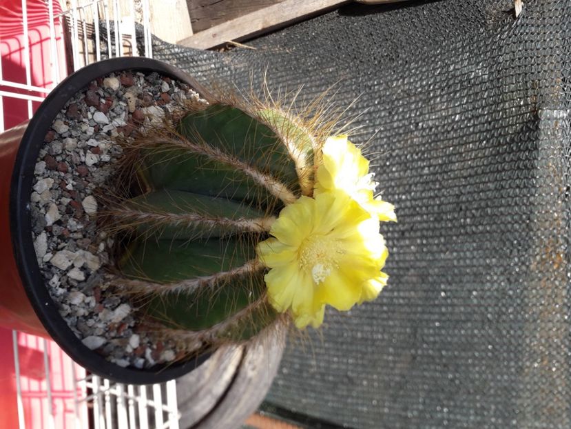  - Cactusi înfloriti 2020