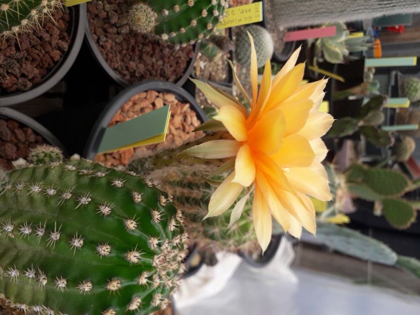  - Cactusi înfloriti 2020