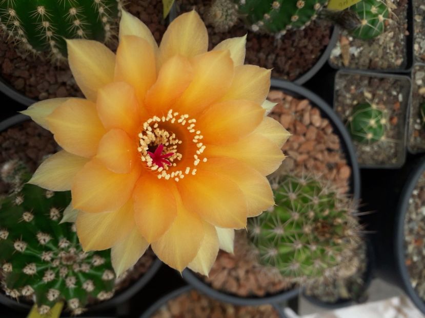  - Cactusi înfloriti 2020