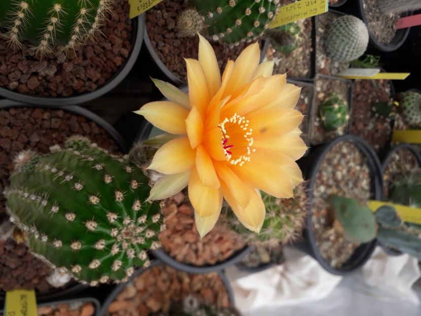  - Cactusi înfloriti 2020