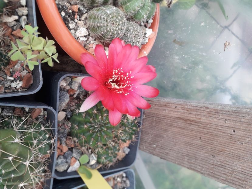  - Cactusi înfloriti 2020