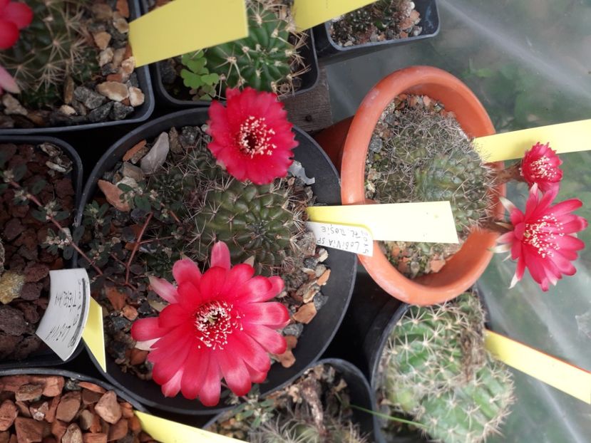  - Cactusi înfloriti 2020