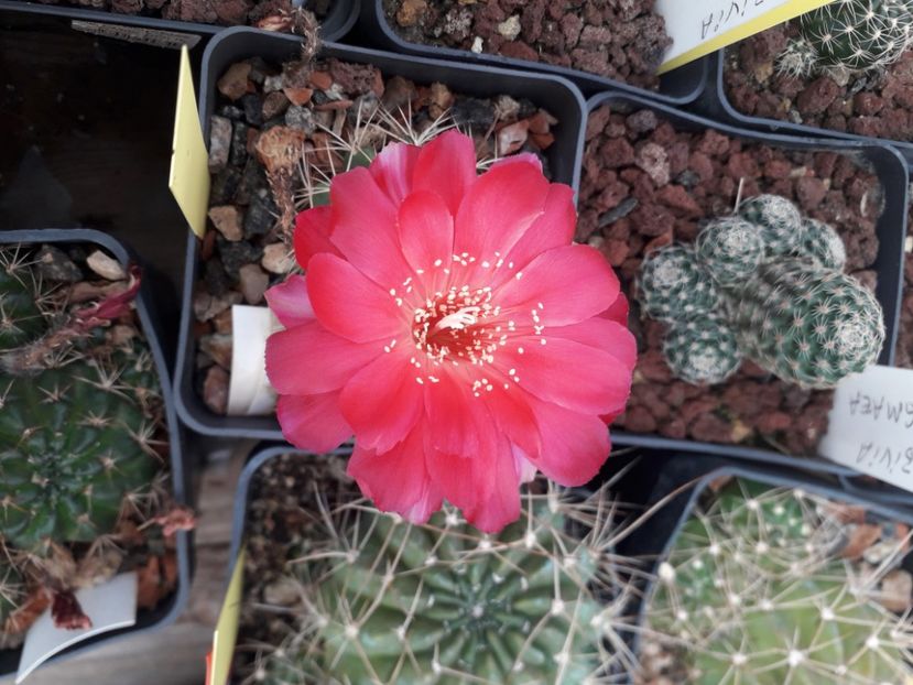  - Cactusi înfloriti 2020