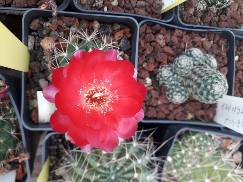  - Cactusi înfloriti 2020
