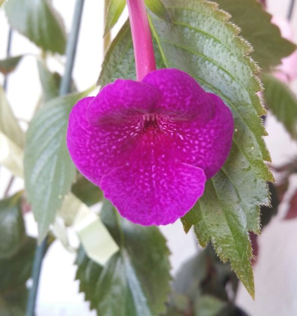 Prima floricica - Jennifer Goode