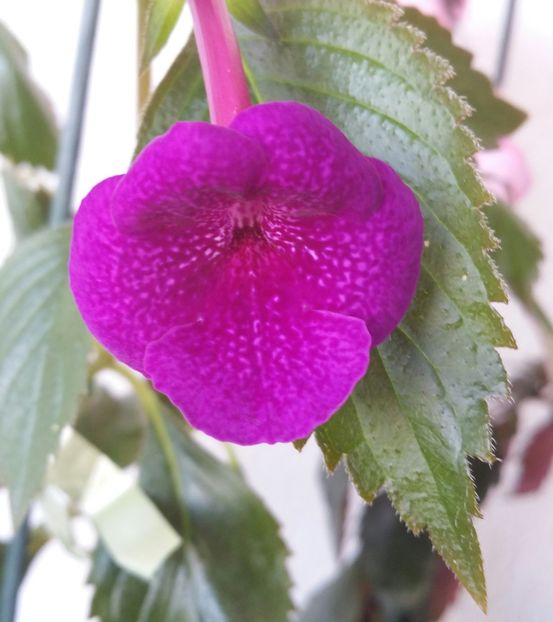 Culoare /nuanta mai inchisa - Jennifer Goode