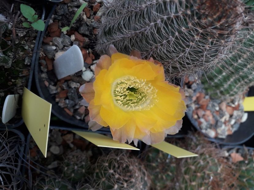  - Cactusi înfloriti 2020