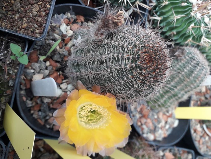  - Cactusi înfloriti 2020