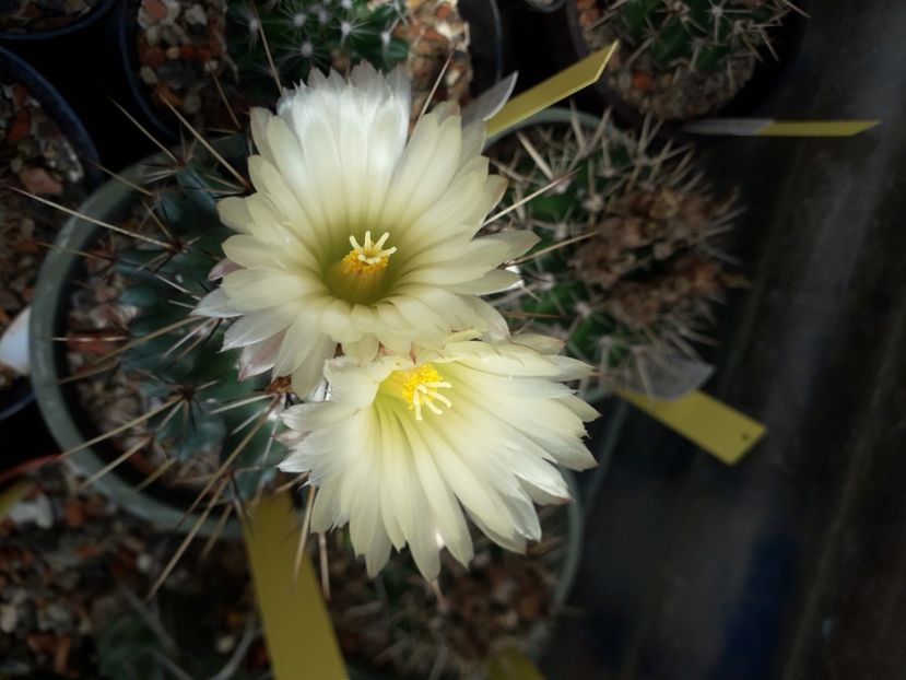  - Cactusi înfloriti 2020
