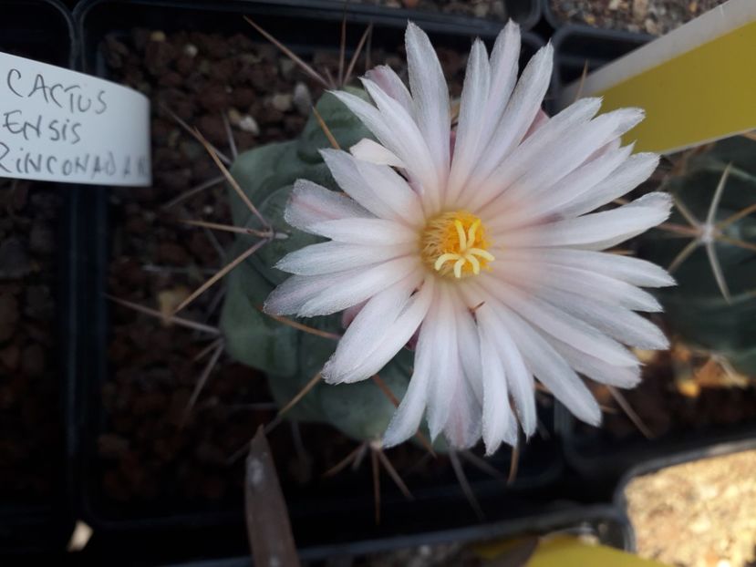  - Cactusi înfloriti 2020